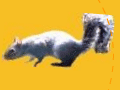 Spin the Squirrel