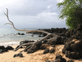 Drift Wood