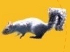 Spin the Squirrel