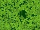 Lucky Clover